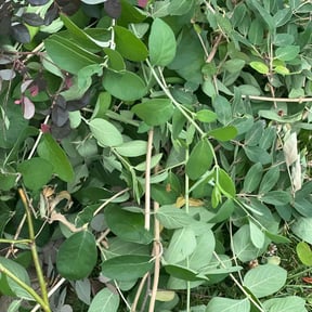 Cleanups by Real care property maintenance reviewed on June 29, 2022