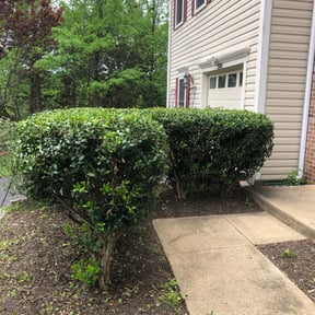 Bush Trimming by CRP Landscape reviewed on October 5, 2024