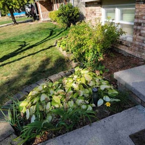 Flower Bed Weeding by Indytrendz reviewed on June 16, 2022