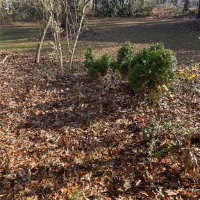 Bush Trimming by D's Lawn Care reviewed on April 22, 2022