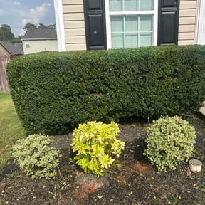 Bush Trimming by Sloan lawn care reviewed on April 9, 2025
