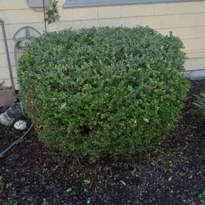 Bush Trimming by Greener Lawn Care LLC. reviewed on April 13, 2025