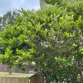 Bush Trimming by DILLARD'S LANDSCAPING reviewed on November 3, 2024