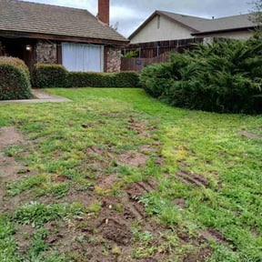 Bush Trimming by Blue Diamond Cleaning Services reviewed on July 9, 2020