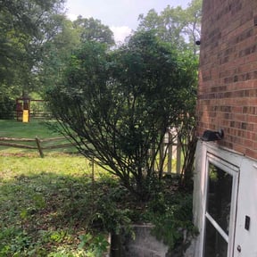 Bush Trimming by Garden Lawn Care reviewed on July 1, 2022