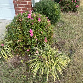 Bush Trimming by Before and After Lawn Care reviewed on July 20, 2022