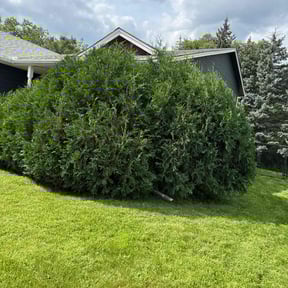 Bush Trimming by Green Leaf Lawn Service reviewed on November 12, 2024