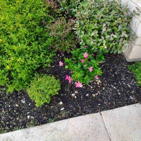 Leaf Removal by BSM & Co. Landscaping reviewed on August 10, 2020