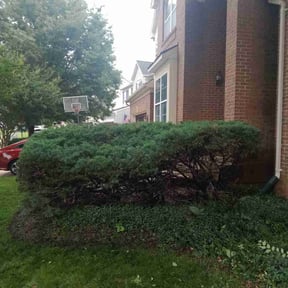 Bush Trimming by Mid-Atlantic Home Maintenance reviewed on June 3, 2022