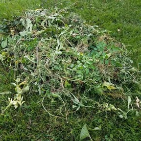 Landscaping by MJNaty reviewed on July 19, 2022