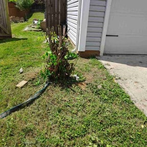 Bush Trimming by C & I reviewed on July 9, 2022