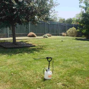 Bush Trimming by Bernal landscaping reviewed on June 25, 2025