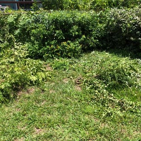 Bush Trimming by Leon's Landscape and Concepts reviewed on July 30, 2022