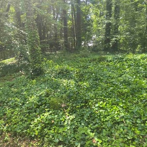 Bush Trimming by J&J lawn service reviewed on April 15, 2022