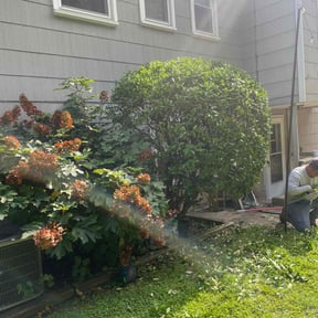 Bush Trimming by Mojica Lawn Care reviewed on February 4, 2022