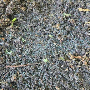 Lawn Seeding by South Hill Landscape & Masonry, LLC. reviewed on January 14, 2021
