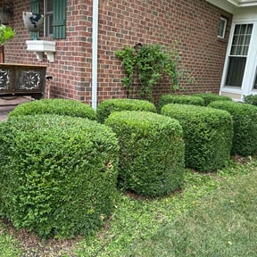 Bush Trimming by Lawngevity Landscape and Maintenance reviewed on June 15, 2022