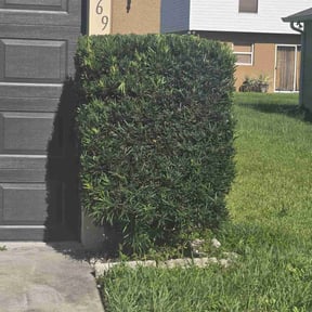 Bush Trimming by Triple S Cuts & Cleanouts reviewed on June 21, 2022