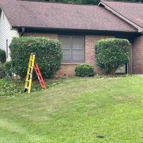 Bush Trimming by Greene enterprise reviewed on March 18, 2025