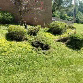Bush Trimming by Alan Lawnmowing Business reviewed on September 12, 2023