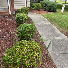 Bush Trimming by Ledezma reviewed on May 31, 2022