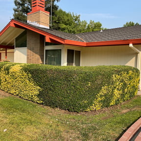 Bush Trimming by Chris & Tony Lawntastic service LLC reviewed on September 21, 2024