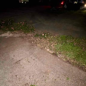Bush Trimming by Lawn Care and trash removal reviewed on April 24, 2022