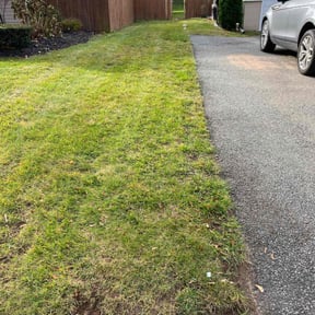 Leaf Removal by LSLTDallas/FortWorthTruGreen reviewed on June 10, 2025