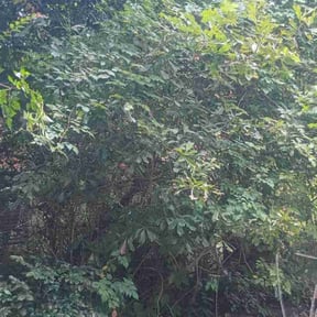 Landscaping by Terrell lawn care reviewed on August 11, 2024