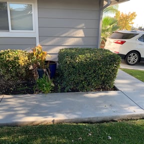 Bush Trimming by SacTown Clean Green Services LLC reviewed on June 27, 2025