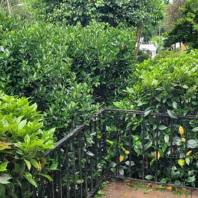 Bush Trimming by A plus tree and landscape reviewed on June 9, 2022