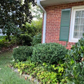Bush Trimming by SWK & SON'S Yard Service reviewed on June 24, 2022