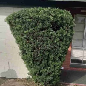 Bush Trimming by Green River Landscape, LLC reviewed on April 28, 2022