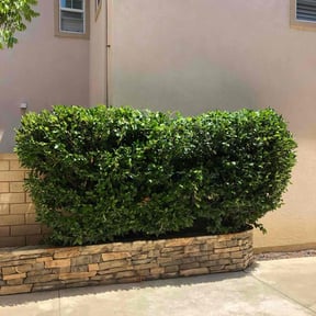 Bush Trimming by Go Turf Guy reviewed on June 29, 2022