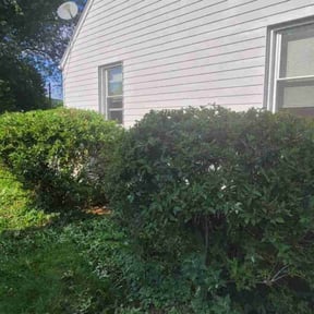 Bush Trimming by Frederickson Lawn Management reviewed on May 24, 2022
