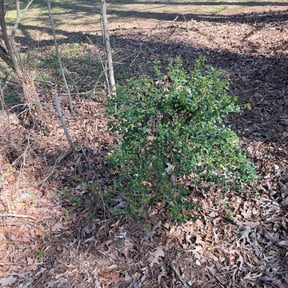 Bush Trimming by Pro Cut Lawns LLC reviewed on April 24, 2022