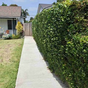 Bush Trimming by Star Vintage reviewed on May 21, 2025