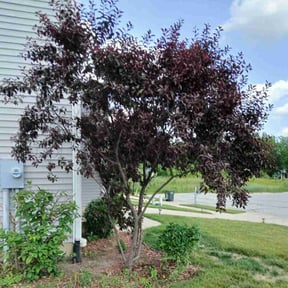 Bush Trimming by Yoshiro's Landscaping reviewed on June 9, 2022