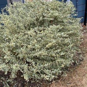 Bush Trimming by Leijas Brothers Landscaping reviewed on June 15, 2022