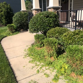 Bush Trimming by Rockville Landscaping reviewed on June 25, 2025