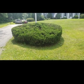 Bush Trimming by Dortch Demo and cleanup reviewed on June 3, 2022