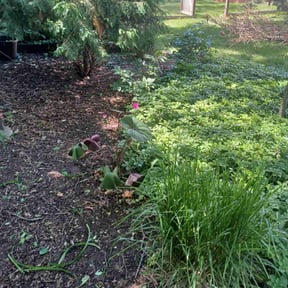 Flower Bed Weeding by Street Cutterz reviewed on June 11, 2022