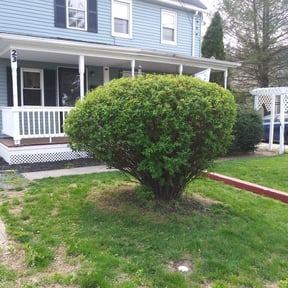 Bush Trimming by VERTEXX reviewed on July 8, 2022