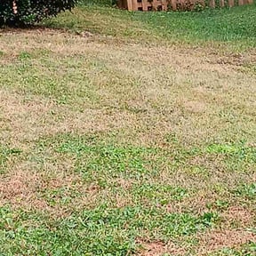 Leaf Removal by The Maintenance Department LLC reviewed on June 15, 2022