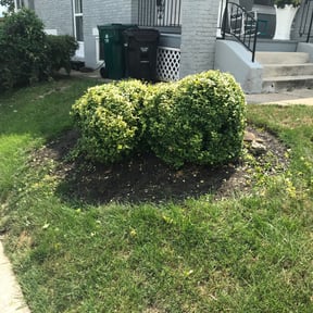Bush Trimming by Sals lawn and landscape reviewed on July 8, 2022