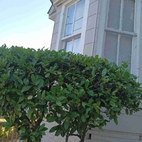 Bush Trimming by FoggaNation’s Divine Lawn Care reviewed on September 29, 2021