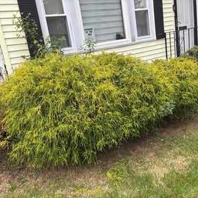 Bush Trimming by R J Lawn Care reviewed on June 16, 2020