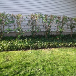 Bush Trimming by Scube and Sons reviewed on December 21, 2024