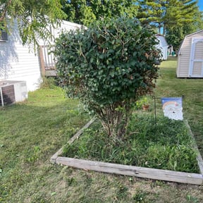 Bush Trimming by ASAIC Mowing Service LLC reviewed on June 17, 2022