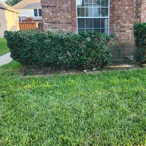Bush Trimming by Bluebird Home and Landscape reviewed on December 1, 2023